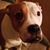Dan Schill's profile image