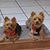 Debbie Nilsen-Negron's profile image