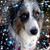 Angie Chappell Spicer's profile image