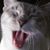 Sweetpea Egan's profile image