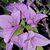 Lisa Gansemer Weber's profile image