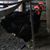 Ruth Lee Caron's profile image