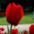 Shannon Marinak's profile image