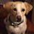 Lynda Lyn Fischer - Jeannette's profile image