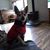 Sharla Hamel's profile image