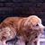 Felipe Gonzalez Lacouture's profile image