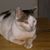 Debra Lynn Crowe-Kuwaye's profile image