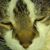 Alexander Balaban's profile image