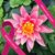 Laura Pager's profile image