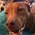 Lindsey Applegate's profile image