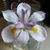 Penny Mallory Wells's profile image
