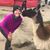 Brandie Shorte's profile image