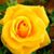 Teri Trimble Garrity's profile image