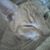 Dexter Cat's profile image