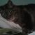 Ron Senesi's profile image