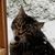 Susie Leppala Nott's profile image