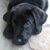 Suzi Fox's profile image