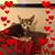 Sherry Blaylock's profile image