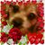 Michelle Jackson Erickson's profile image