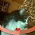 Paula Stebbeds's profile image