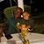 Randall Collins's profile image