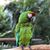 Ernie Ernesto's profile image