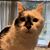 Diane Hanson's profile image