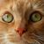 Kathy Goldston's profile image