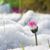 Rachelle Pfeifer's profile image