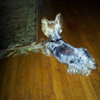Sonja Hodge's profile image