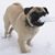 Meggie Yeates's profile image