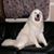 Sharon Boele Reile's profile image