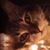 Tony Ragland's profile image