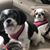 Bev Schewanick's profile image