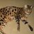 Debbie Dorn's profile image