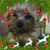 Dee Crawford's profile image