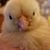 Laura Mallory's profile image