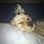 Lynn Olguin's profile image