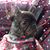 Lissa Barklow's profile image