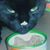 Julie Anastasoff's profile image
