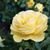 Amy Ramsell's profile image
