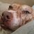 Bobbie Franklin's profile image