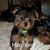 Debra Apperson's profile image
