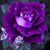 Amber Haden's profile image