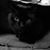 Joanna Sorci's profile image