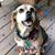 Shannon Haeberle Lozano's profile image