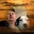 Michael Snow's profile image