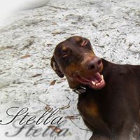 Paulette Simmons's profile image