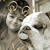 Diane Tersine-Burkett's profile image