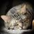 Tina Hall-Pugliese's profile image